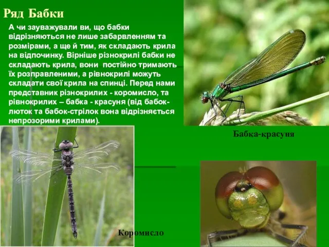 Ряд Бабки А чи зауважували ви, що бабки відрізняються не