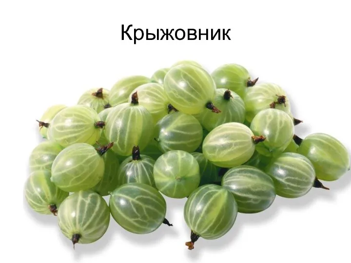 Крыжовник