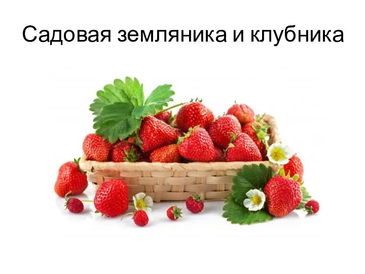 Садовая земляника и клубника