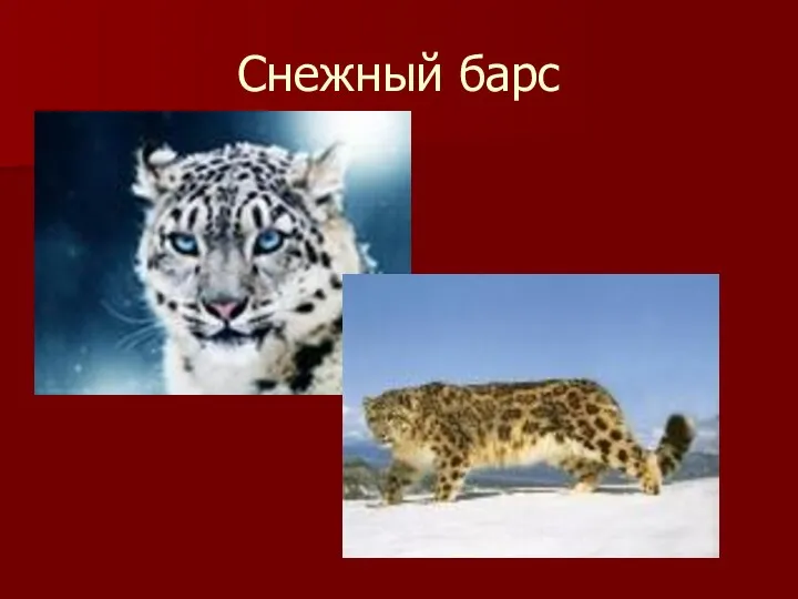 Снежный барс