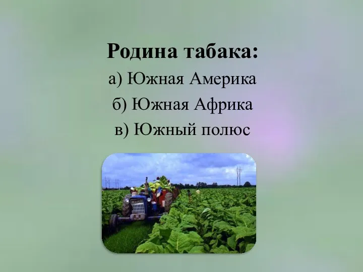 Родина табака: а) Южная Америка б) Южная Африка в) Южный полюс