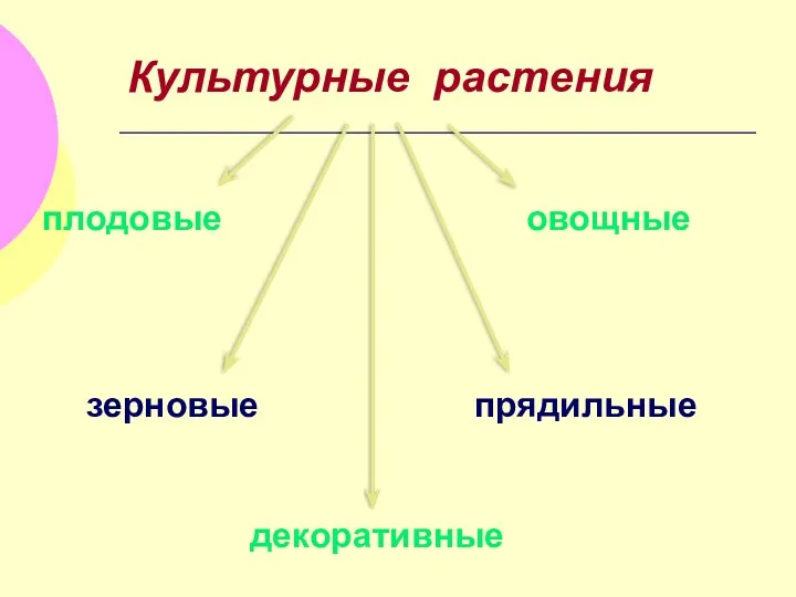 Культурные растения плодовые овощные зерновые прядильные декоративные