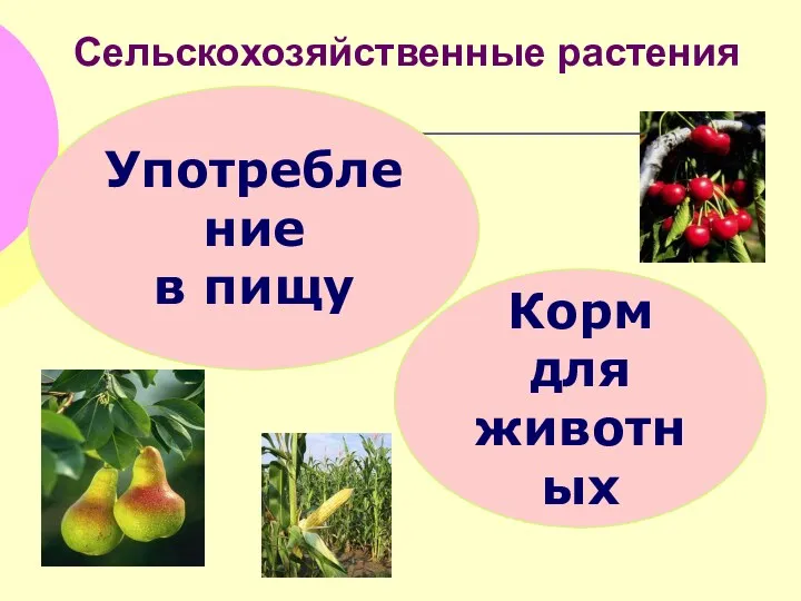 Сельскохозяйственные растения Употребление в пищу Корм для животных
