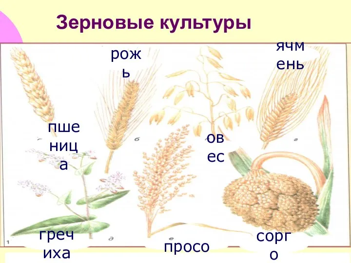 Зерновые культуры пшеница рожь овес ячмень гречиха просо сорго
