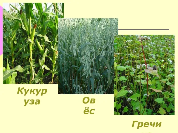 Кукуруза Овёс Гречиха