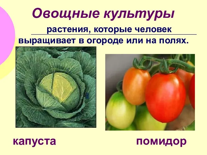 Овощные культуры растения, которые человек выращивает в огороде или на полях. капуста помидор