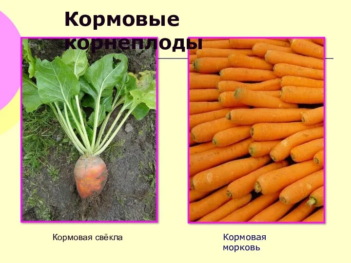 Кормовые корнеплоды Кормовая свёкла Кормовая морковь