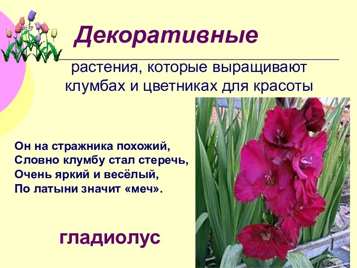 Декоративные растения, которые выращивают клумбах и цветниках для красоты Он
