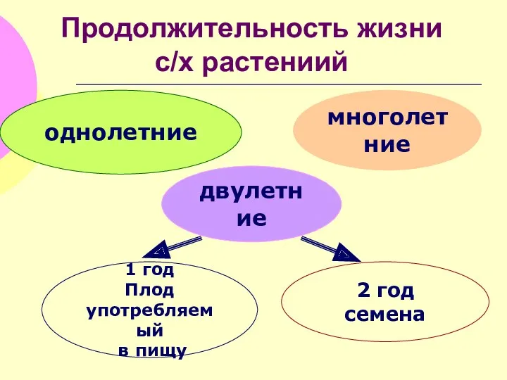 Продолжительность жизни с/х растениий однолетние двулетние многолетние 1 год Плод употребляемый в пищу 2 год семена