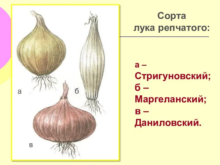 Сорта лука репчатого: а – Стригуновский; б – Маргеланский; в – Даниловский.