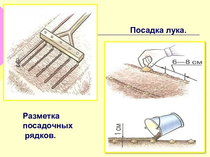 Разметка посадочных рядков. Посадка лука.