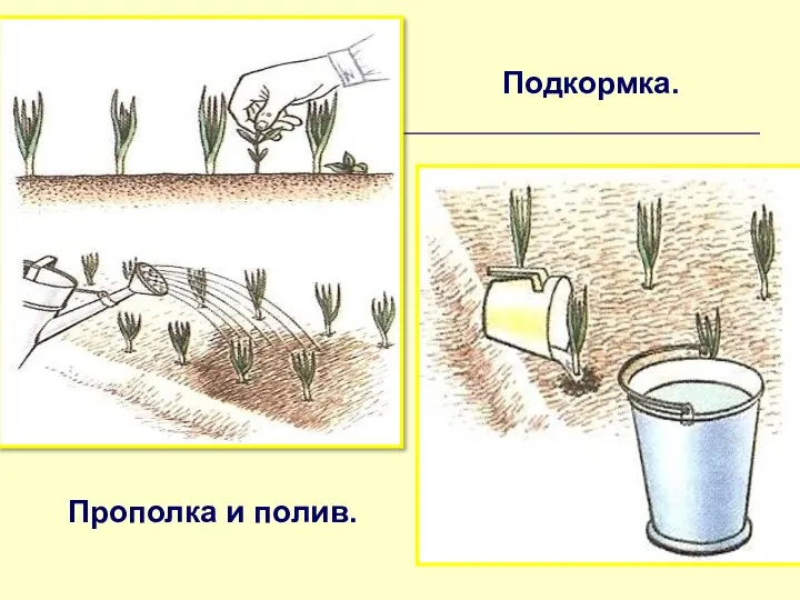 Прополка и полив. Подкормка.