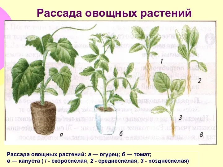 Рассада овощных растений