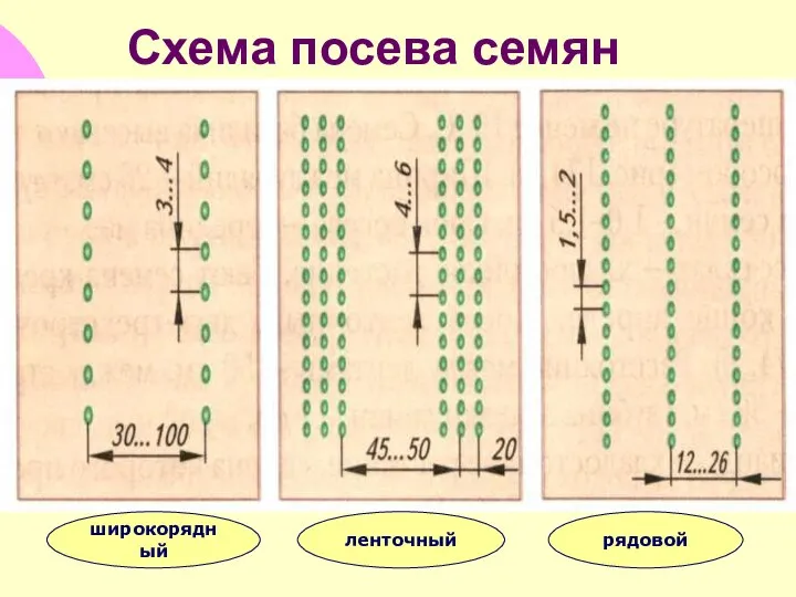 Схема посева семян широкорядный ленточный рядовой