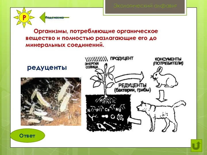 Организмы, потребляющие органическое вещество и полностью разлагающие его до минеральных