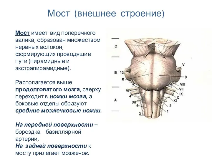 Мост (внешнее строение) Мост имеет вид поперечного валика, образован множеством