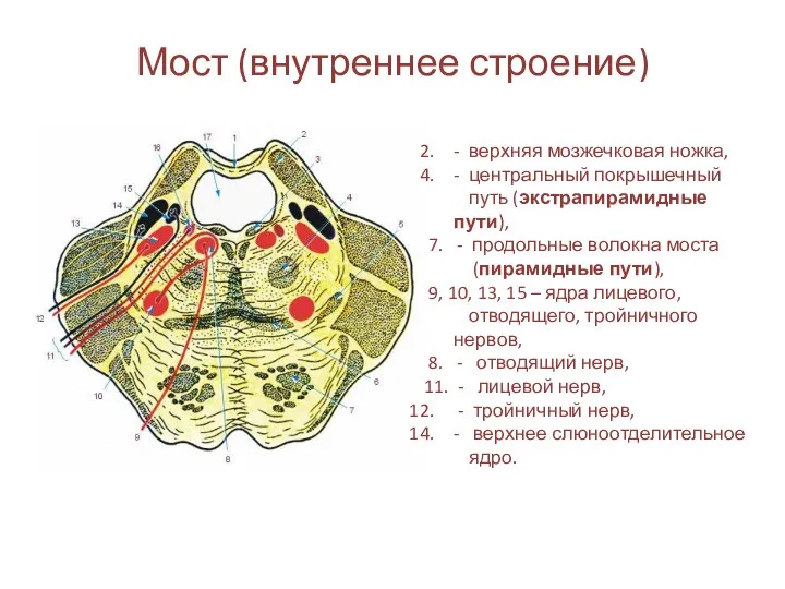 Мост (внутреннее строение) - верхняя мозжечковая ножка, - центральный покрышечный