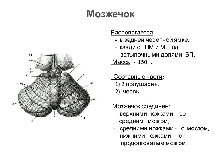 Мозжечок Располагается : - в задней черепной ямке, - кзади