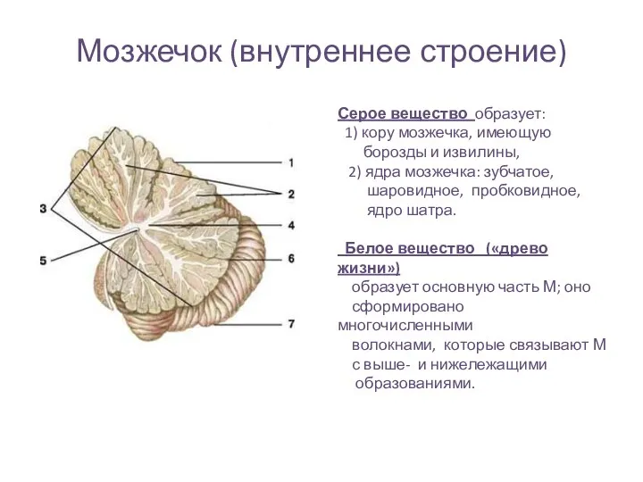 Мозжечок (внутреннее строение) Серое вещество образует: 1) кору мозжечка, имеющую