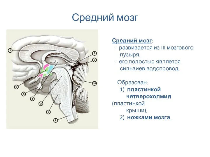 Средний мозг Средний мозг: - развивается из III мозгового пузыря,