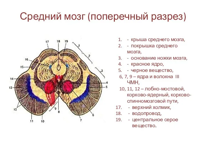 Средний мозг (поперечный разрез) - крыша среднего мозга, - покрышка