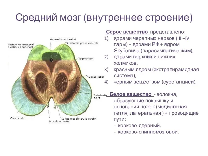 Средний мозг (внутреннее строение) Серое вещество представлено: ядрами черепных нервов