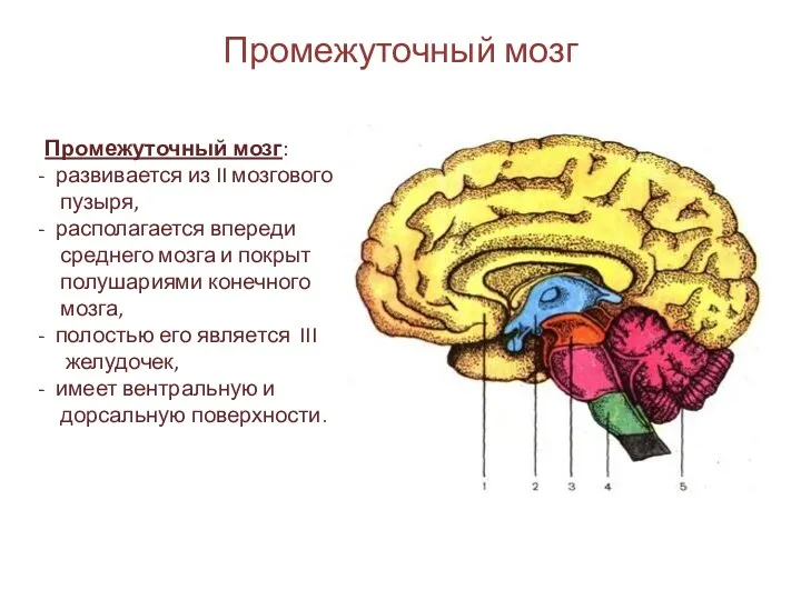 Промежуточный мозг Промежуточный мозг: развивается из II мозгового пузыря, располагается