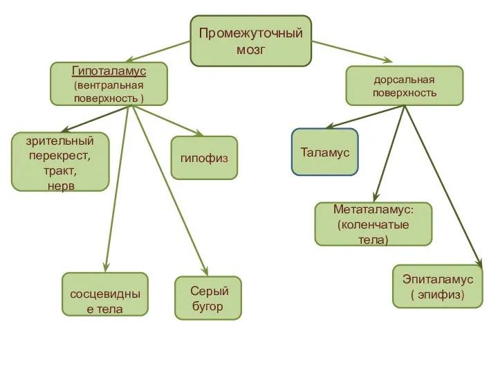 Промежуточный мозг Гипоталамус (вентральная поверхность ) дорсальная поверхность зрительный перекрест,