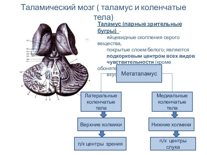 Таламический мозг ( таламус и коленчатые тела) Таламус (парные зрительные