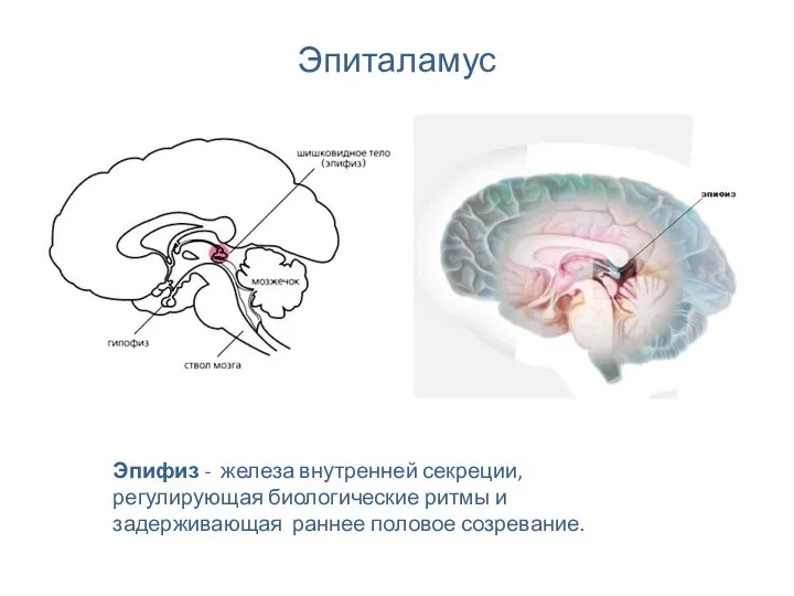 Эпиталамус Эпифиз - железа внутренней секреции, регулирующая биологические ритмы и задерживающая раннее половое созревание.