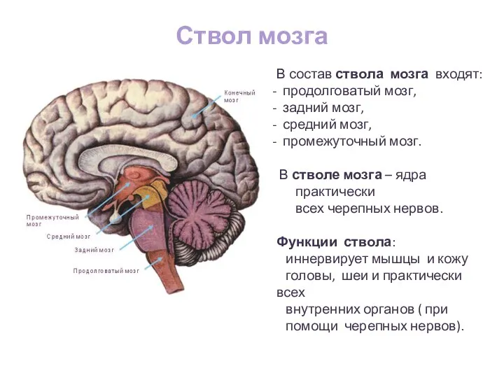 Ствол мозга В состав ствола мозга входят: продолговатый мозг, задний