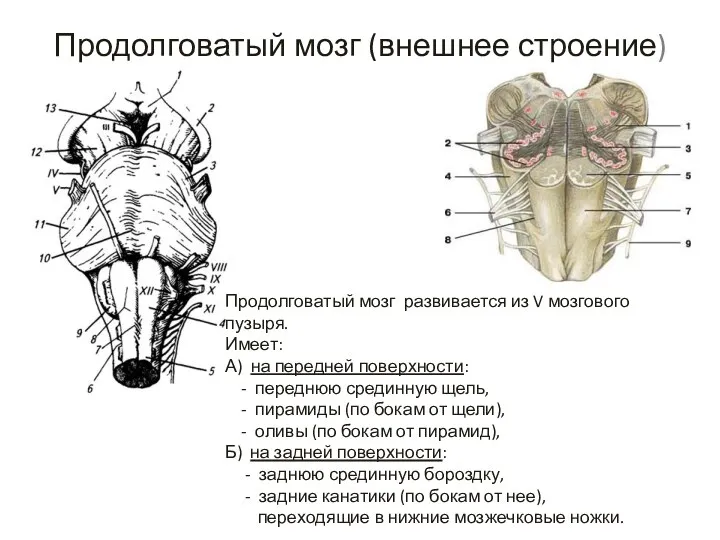 Продолговатый мозг (внешнее строение) Продолговатый мозг развивается из V мозгового