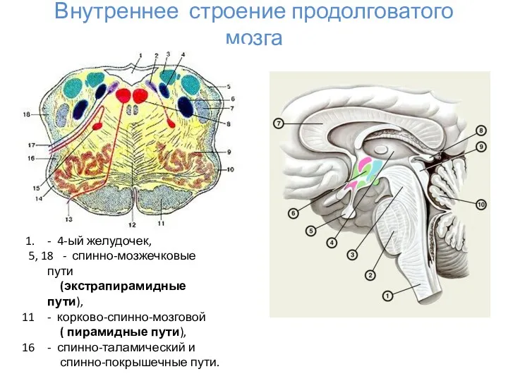 Внутреннее строение продолговатого мозга - 4-ый желудочек, 5, 18 -