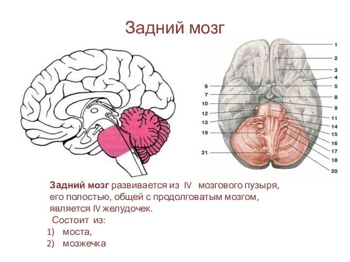 Задний мозг Задний мозг развивается из IV мозгового пузыря, его