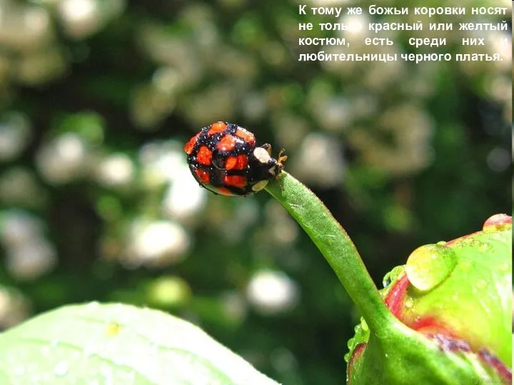 К тому же божьи коровки носят не только красный или