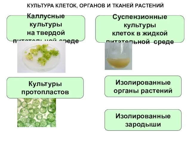 КУЛЬТУРА КЛЕТОК, ОРГАНОВ И ТКАНЕЙ РАСТЕНИЙ Каллусные культуры на твердой