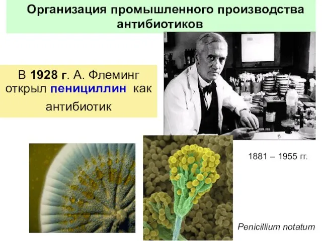 В 1928 г. А. Флеминг открыл пенициллин как антибиотик Организация