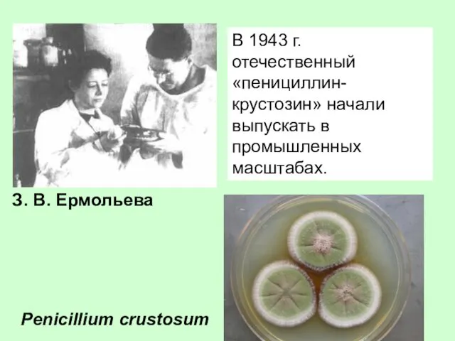 В 1943 г. отечественный «пенициллин-крустозин» начали выпускать в промышленных масштабах. Penicillium crustosum З. В. Ермольева