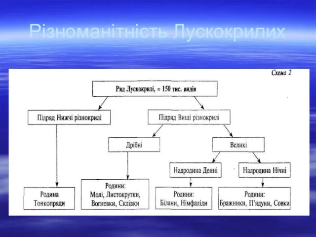 Різноманітність Лускокрилих