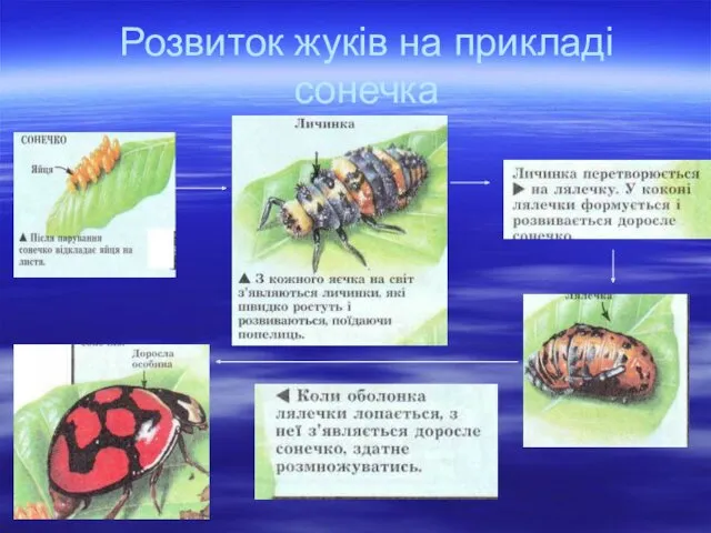 Розвиток жуків на прикладі сонечка