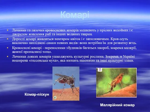 Комарі Личинки та лялечки кровосисних комарів мешкають у прісних водоймах