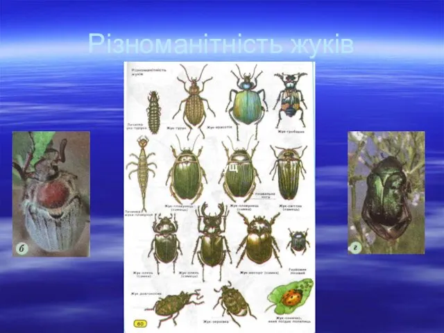 Різноманітність жуків Жрущ Жрущ