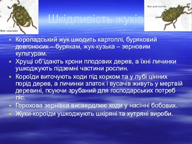 Шкідливість жуків Короладський жук шкодить картоплі, буряковий довгоносик – бурякам,