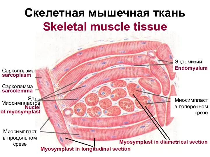 Скелетная мышечная ткань Skeletal muscle tissue Эндомизий Endomysium Миосимпласт в