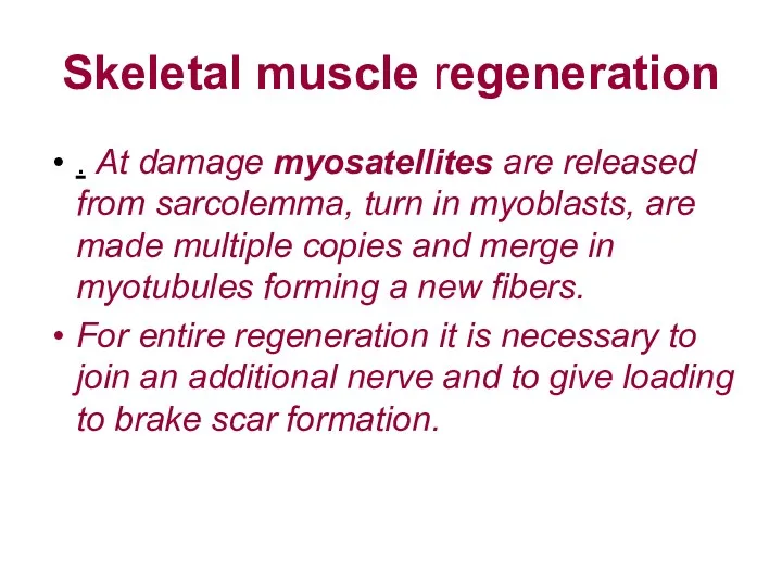 Skeletal muscle regeneration . At damage myosatellites are released from