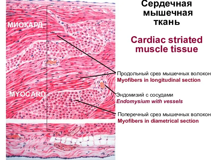 Сердечная мышечная ткань Cardiac striated muscle tissue Продольный срез мышечных