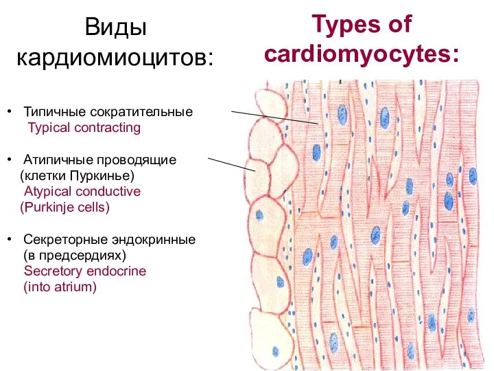 Виды кардиомиоцитов: Типичные сократительные Typical contracting Атипичные проводящие (клетки Пуркинье)