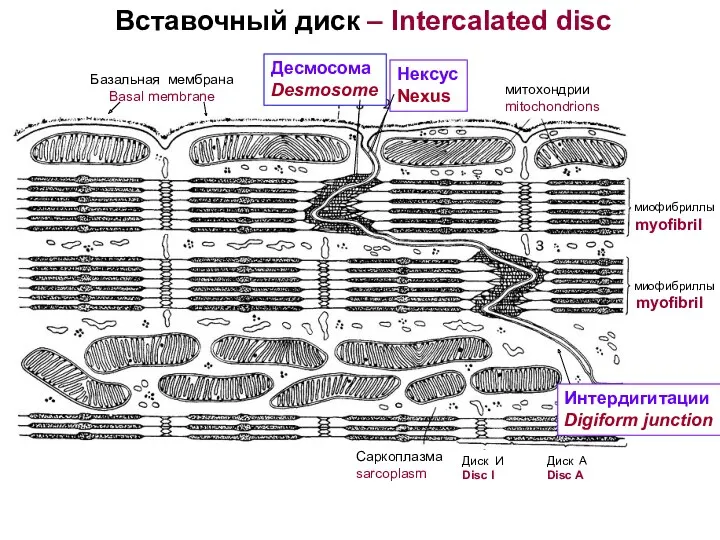 Вставочный диск – Intercalated disc Базальная мембрана Basal membrane Десмосома