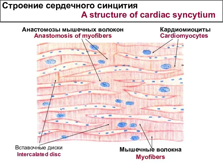 Анастомозы мышечных волокон Anastomosis of myofibers Вставочные диски Intercalated disc