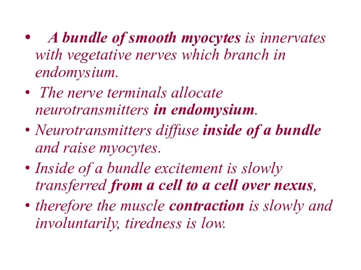 A bundle of smooth myocytes is innervates with vegetative nerves